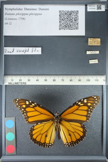 Media type: image;   Entomology 164965